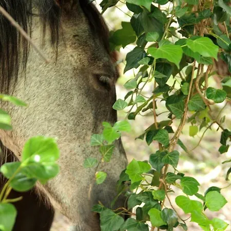 Maisonnette Du Berger De Croccano Sartène